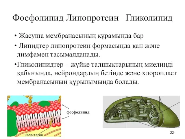 Фосфолипид Липопротеин Гликолипид Жасуша мембранасының құрамында бар Липидтер липопротеин формасында