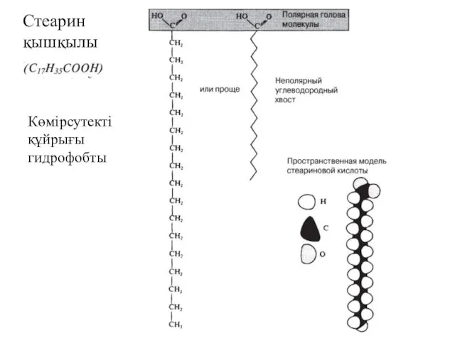Стеарин қышқылы Көмірсутекті құйрығы гидрофобты