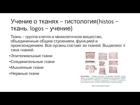 Учение о тканях – гистология(histos –ткань. logos – учение) Ткань