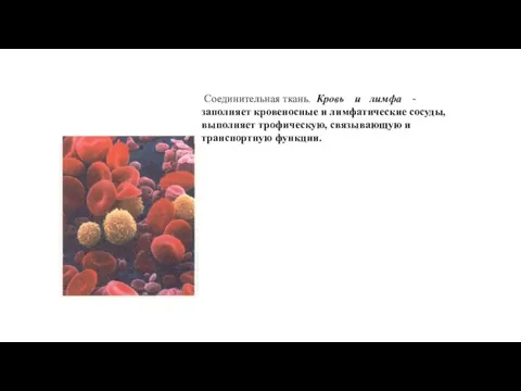 Соединительная ткань. Кровь и лимфа - заполняет кровеносные и лимфатические