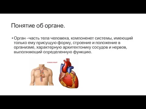 Понятие об органе. Орган –часть тела человека, компоненет системы, имеющий