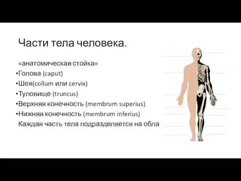 Части тела человека. «анатомическая стойка» Голова (caput) Шея(collum или cervix)