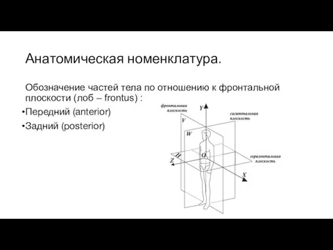 Анатомическая номенклатура. Обозначение частей тела по отношению к фронтальной плоскости