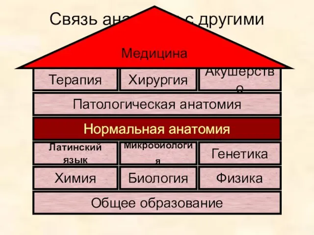 Связь анатомии с другими науками Общее образование Биология Физика Химия