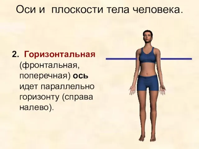 Оси и плоскости тела человека. 2. Горизонтальная (фронтальная, поперечная) ось идет параллельно горизонту (справа налево).