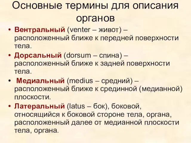 Основные термины для описания органов Вентральный (venter – живот) –