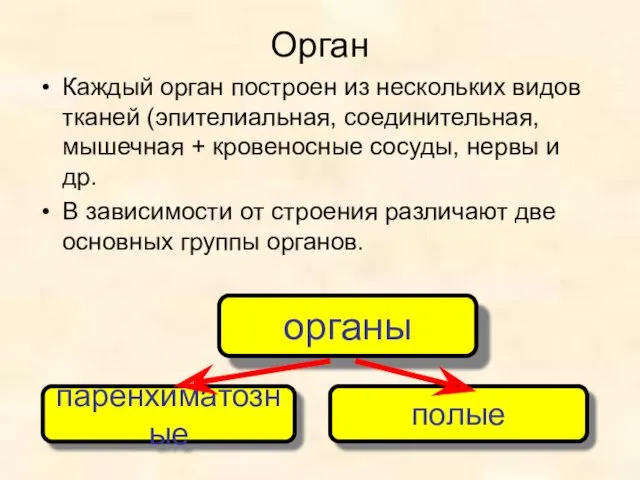 Орган Каждый орган построен из нескольких видов тканей (эпителиальная, соединительная,