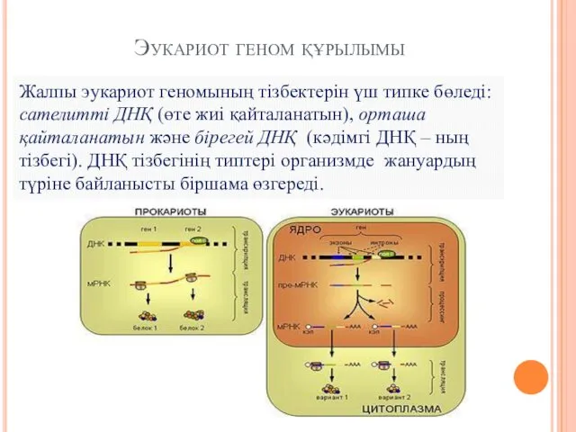 Эукариот геном құрылымы Жалпы эукариот геномының тізбектерін үш типке бөледі: