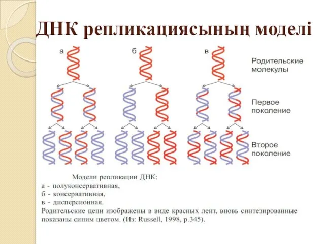 ДНК репликациясының моделі