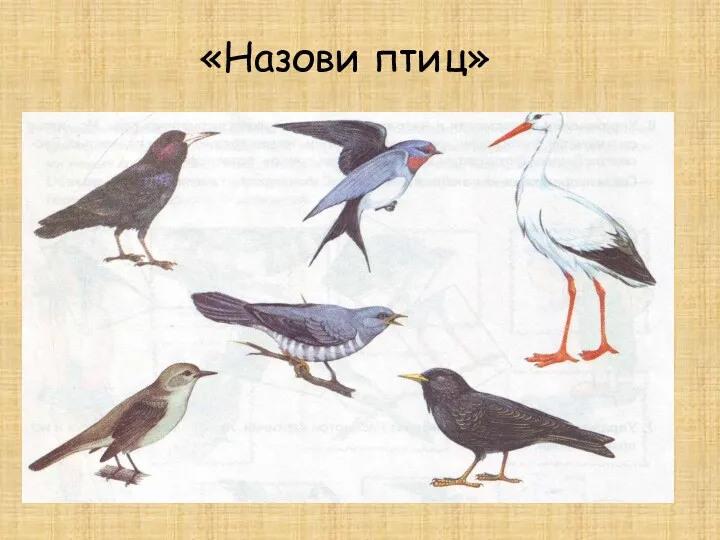 «Назови птиц»