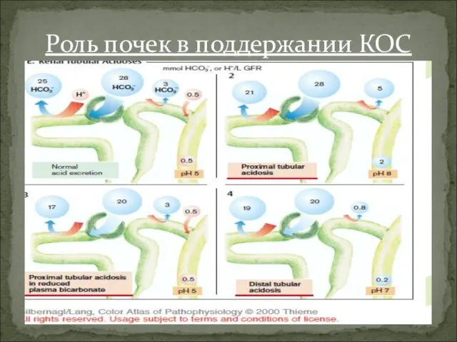 Роль почек в поддержании КОС