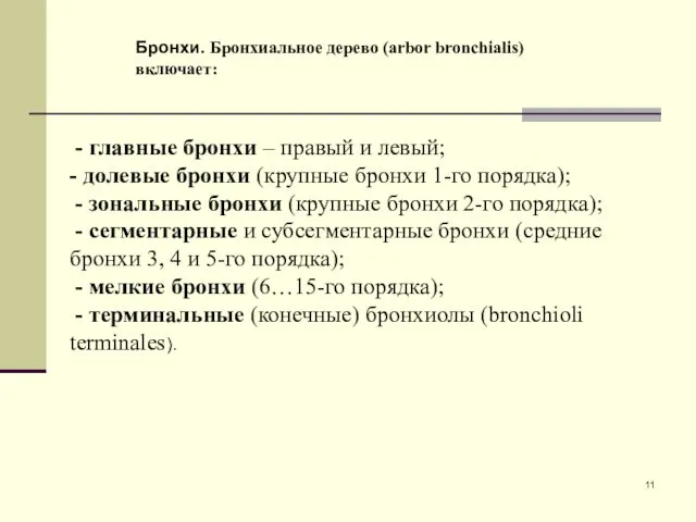 - главные бронхи – правый и левый; - долевые бронхи