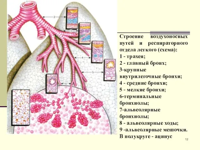 Строение воздухоносных путей и респираторного отдела легкого (схема): 1 -