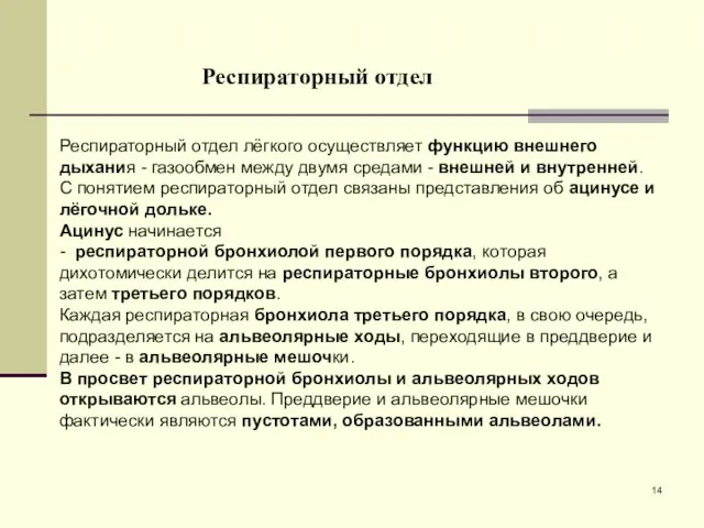 Респираторный отдел лёгкого осуществляет функцию внешнего дыхания - газообмен между