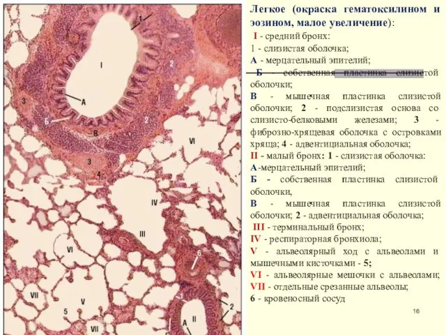 Легкое (окраска гематоксилином и эозином, малое увеличение): I - средний