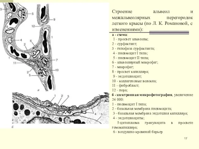 Строение альвеол и межальвеолярных перегородок легкого крысы (по Л. К.