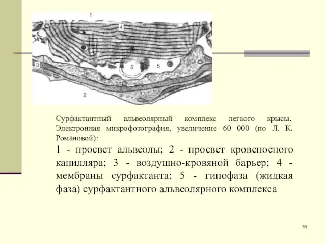 Сурфактантный альвеолярный комплекс легкого крысы. Электронная микрофотография, увеличение 60 000