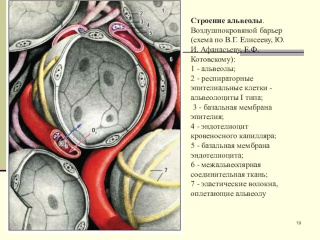 Строение альвеолы. Воздушнокровяной барьер (схема по В.Г. Елисееву, Ю.И. Афанасьеву,