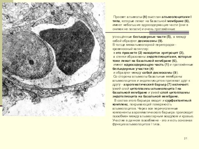 Просвет альвеолы (8) выстлан альвеолоцитами I типа, которые лежат на
