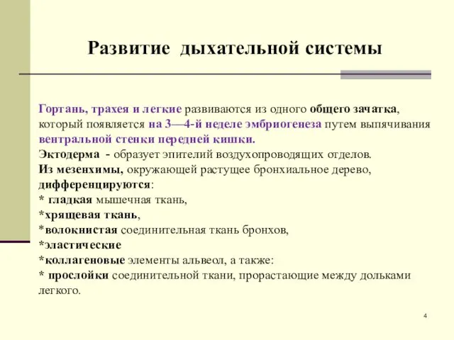 Гортань, трахея и легкие развиваются из одного общего зачатка, который