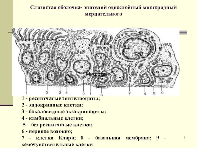 Слизистая оболочка- эпителий однослойный многорядный мерцательного . . . 1