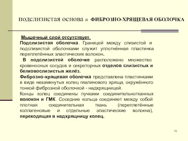 подслизистая основа и ФИБРОЗНО-ХРЯЩЕВАЯ ОБОЛОЧКА Мышечный слой отсутствует. Подслизистая оболочка.