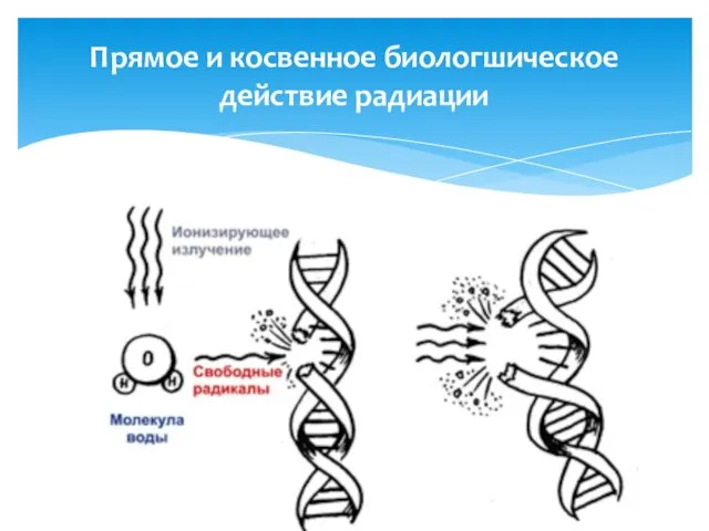 Прямое и косвенное биологшическое действие радиации