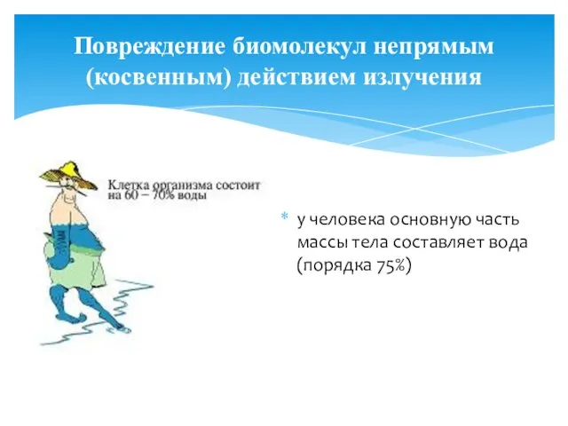 Повреждение биомолекул непрямым (косвенным) действием излучения у человека основную часть массы тела составляет вода (порядка 75%)