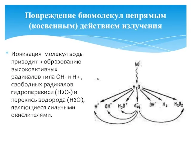 Повреждение биомолекул непрямым (косвенным) действием излучения Ионизация молекул воды приводит