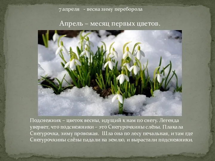 7 апреля - весна зиму переборола Апрель – месяц первых цветов. Подснежник –