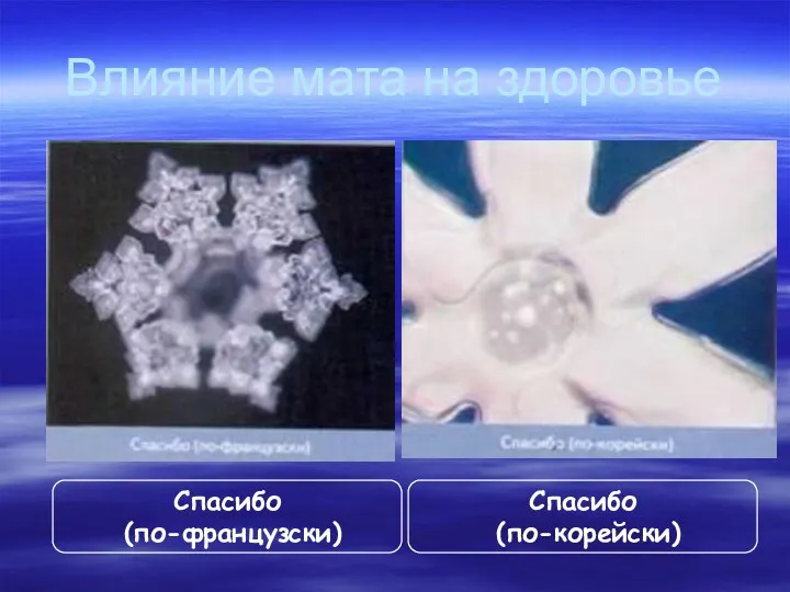 Влияние мата на здоровье Спасибо (по-французски) Спасибо (по-корейски)