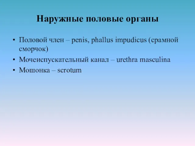 Наружные половые органы Половой член – penis, phallus impudicus (срамной
