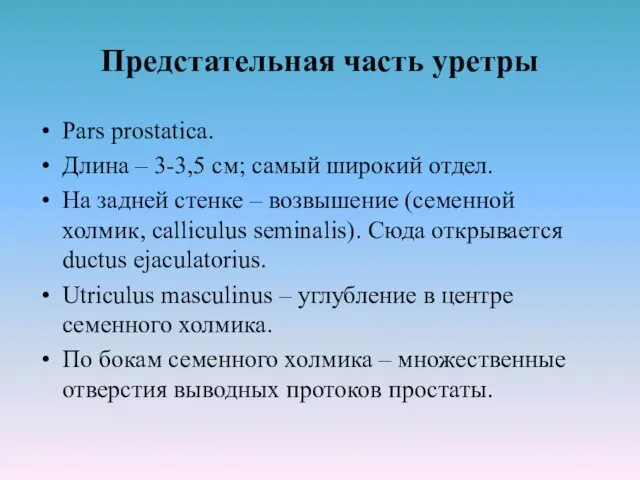 Предстательная часть уретры Pars prostatica. Длина – 3-3,5 см; самый