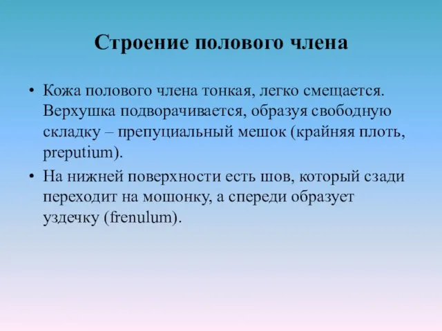 Строение полового члена Кожа полового члена тонкая, легко смещается. Верхушка