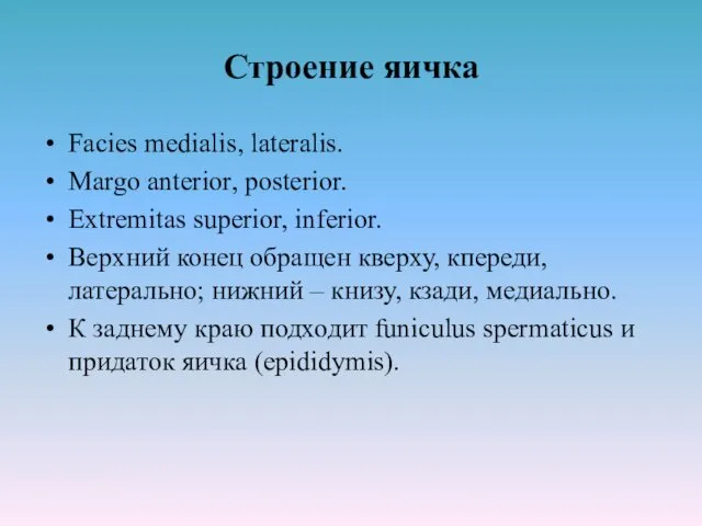 Строение яичка Facies medialis, lateralis. Margo anterior, posterior. Extremitas superior,