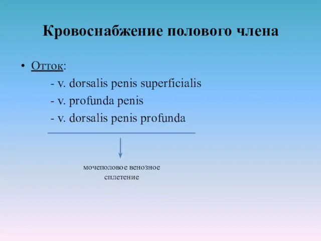 Кровоснабжение полового члена Отток: - v. dorsalis penis superficialis -