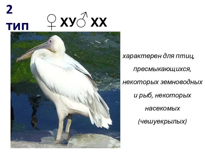 2 тип характерен для птиц, пресмыкающихся, некоторых земноводных и рыб,
