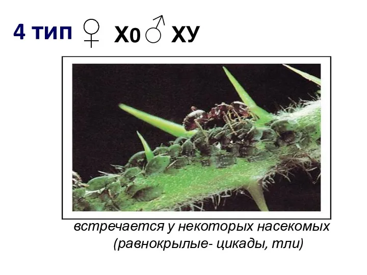 4 тип встречается у некоторых насекомых (равнокрылые- цикады, тли) Х0 ХУ ♀ ♂ ♀