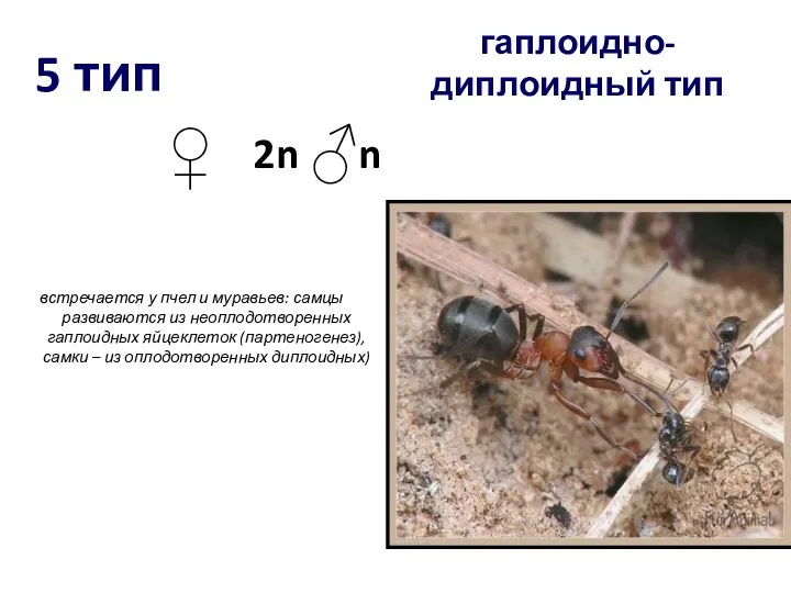 5 тип встречается у пчел и муравьев: самцы развиваются из
