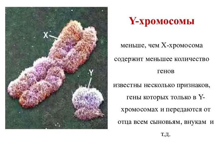 Y-хромосомы меньше, чем Х-хромосома содержит меньшее количество генов известны несколько