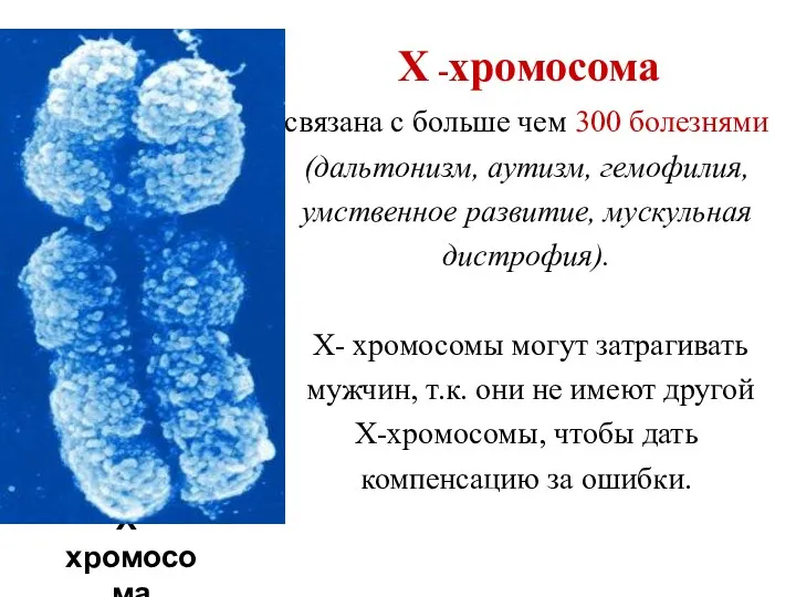 Половые хромосомы Х-хромосома Х -хромосома связана с больше чем 300