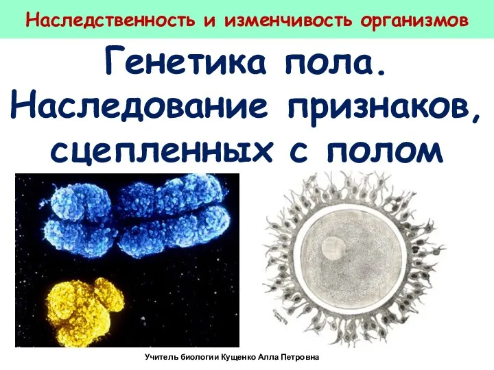 Генетика пола. Наследование признаков, сцепленных с полом Наследственность и изменчивость организмов Учитель биологии Кущенко Алла Петровна