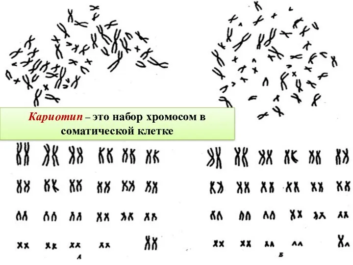 Учитель биологии Кущенко Алла Петровна Кариотип – это набор хромосом в соматической клетке