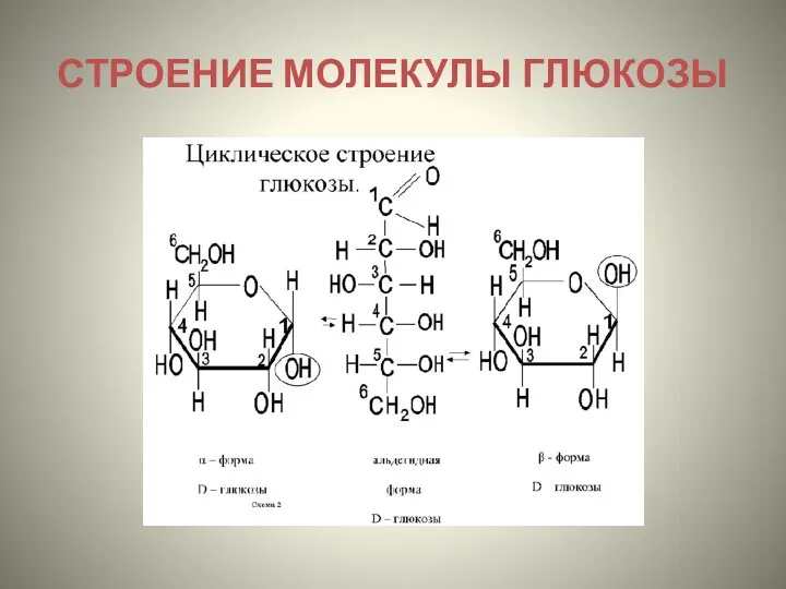 СТРОЕНИЕ МОЛЕКУЛЫ ГЛЮКОЗЫ