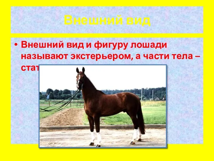 Внешний вид Внешний вид и фигуру лошади называют экстерьером, а части тела – статями.