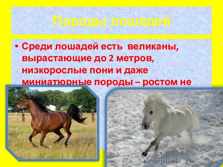 Породы лошадей Среди лошадей есть великаны, вырастающие до 2 метров, низкорослые пони и