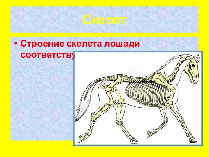 Скелет Строение скелета лошади соответствуют породе.