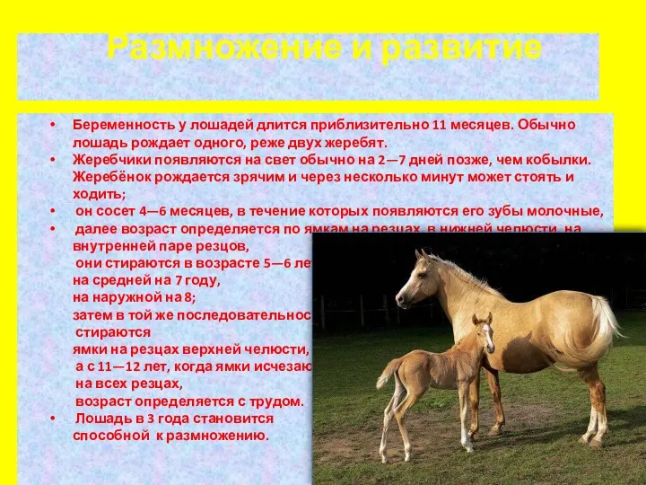 Размножение и развитие Беременность у лошадей длится приблизительно 11 месяцев. Обычно лошадь рождает