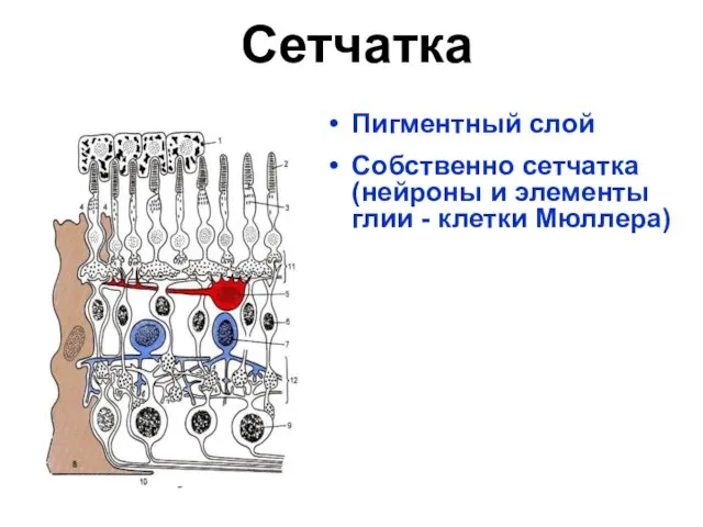 Сетчатка Пигментный слой Собственно сетчатка (нейроны и элементы глии - клетки Мюллера)