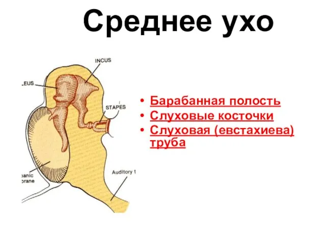 Среднее ухо Барабанная полость Слуховые косточки Слуховая (евстахиева) труба